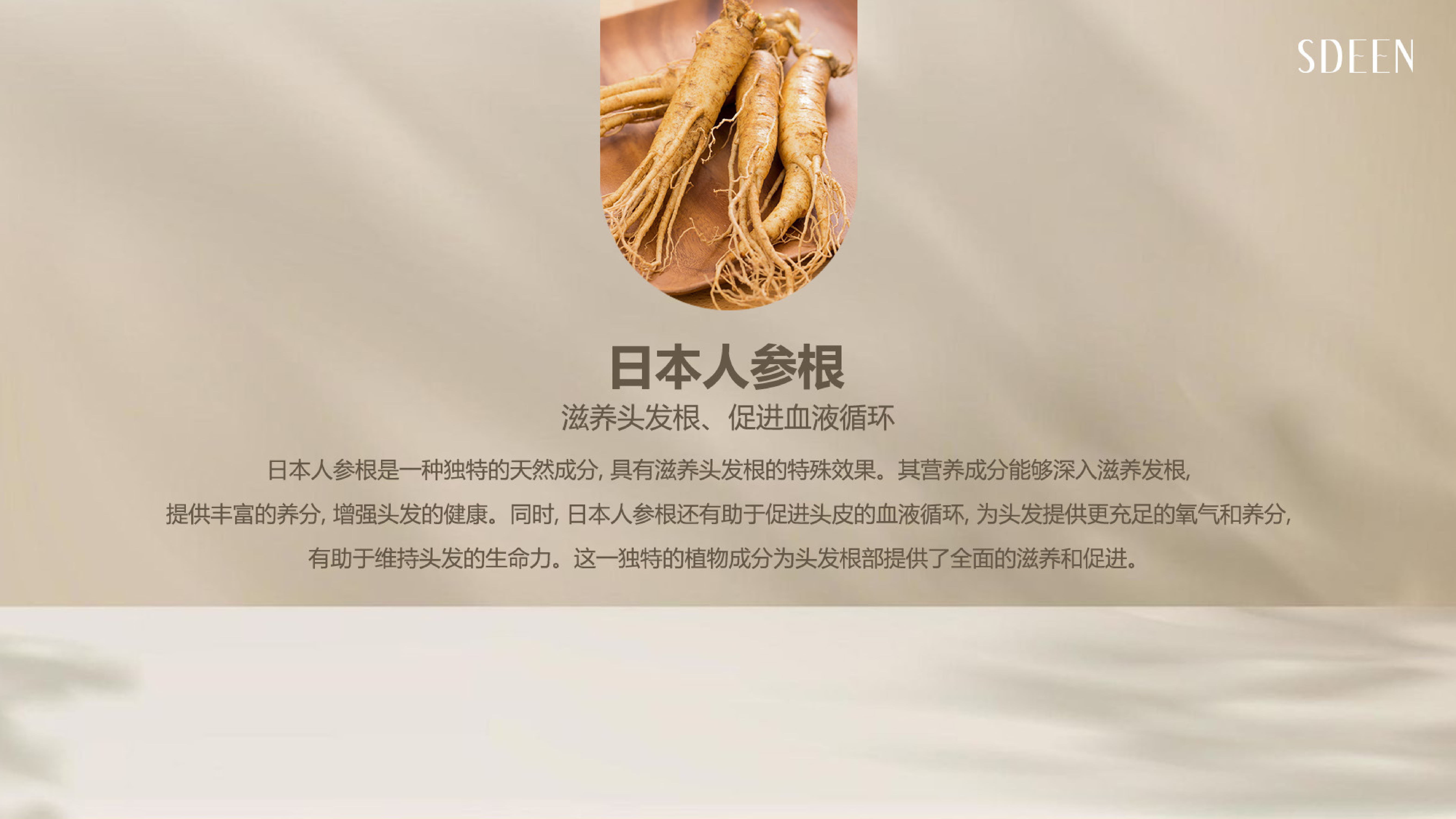 日本人参根 滋养头发根 促进血液循环 头皮精华成分