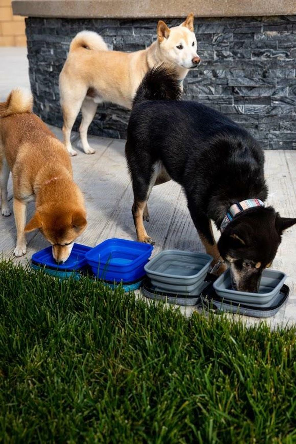 shiba_petique_portabowl_bowl.jpg