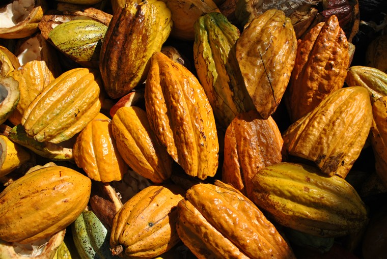 Cacao fruit. The beans inside of the fruit are used to make cocoa--the key ingredient in chocolate bars.