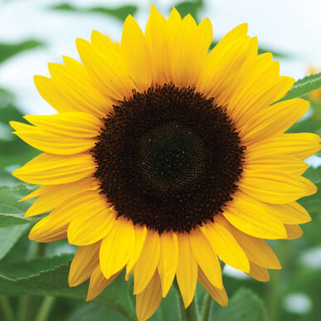 What is Sunflower Lecithin?