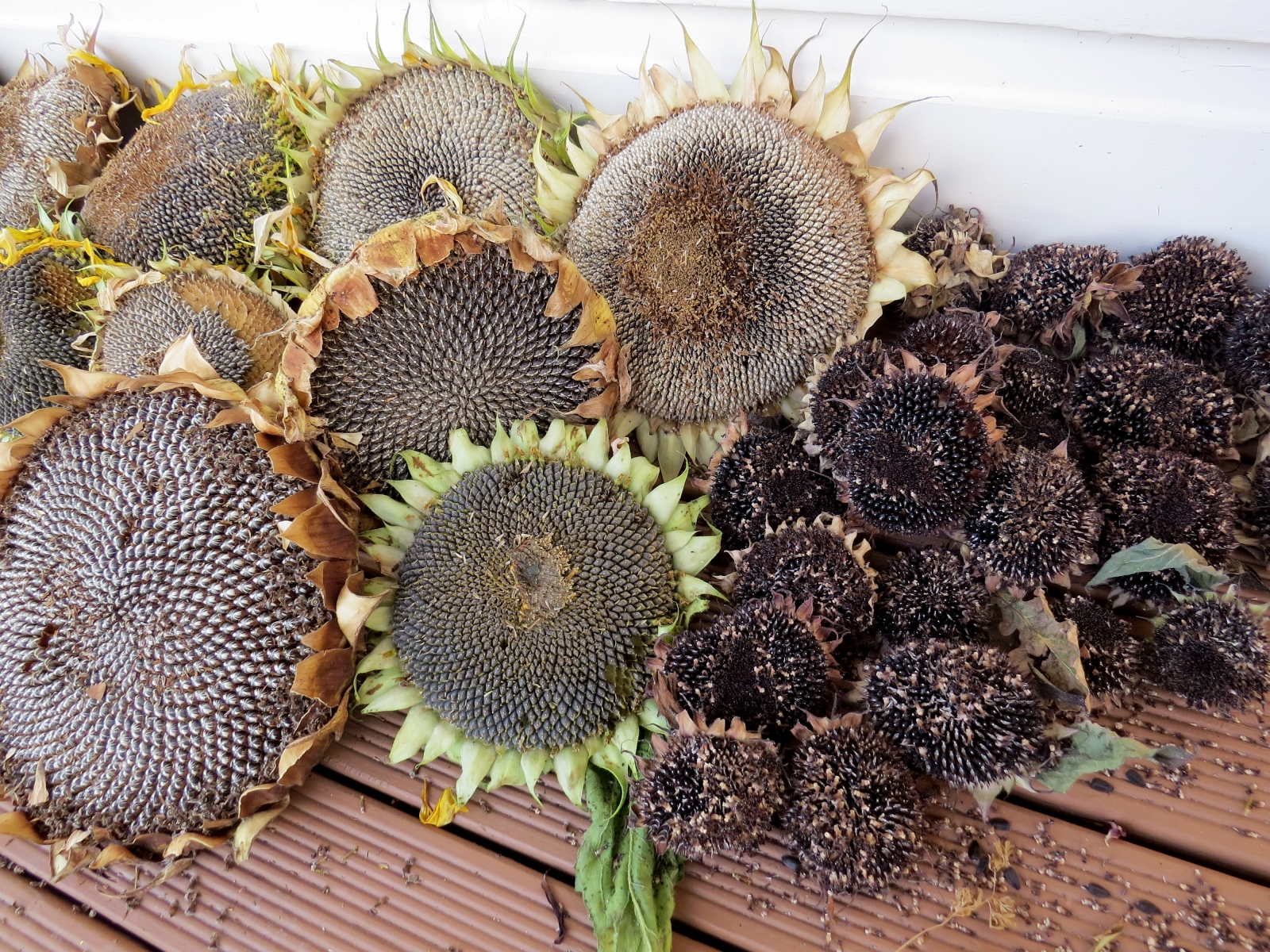 drying_sunflower_heads.jpg