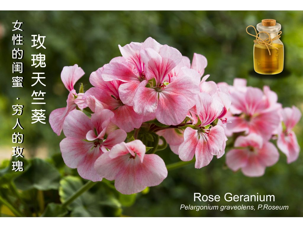 女性的闺蜜 – 窮人的玫瑰 – 玫瑰天竺葵 (Rose Geranium) , 中調
