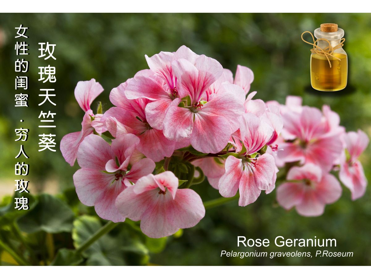 女性的闺蜜 – 窮人的玫瑰 – 玫瑰天竺葵 (Rose Geranium) , 中調