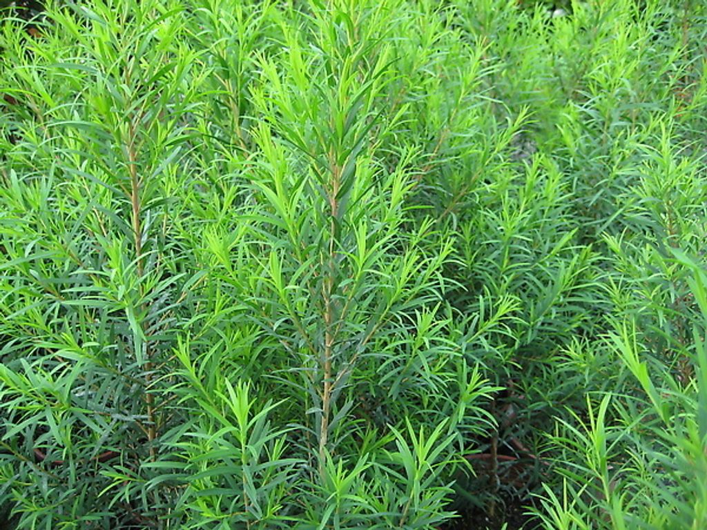 Tea Tree.jpg