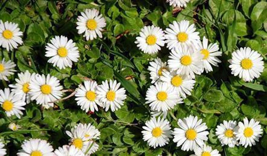 Roman Chamomile.jpg