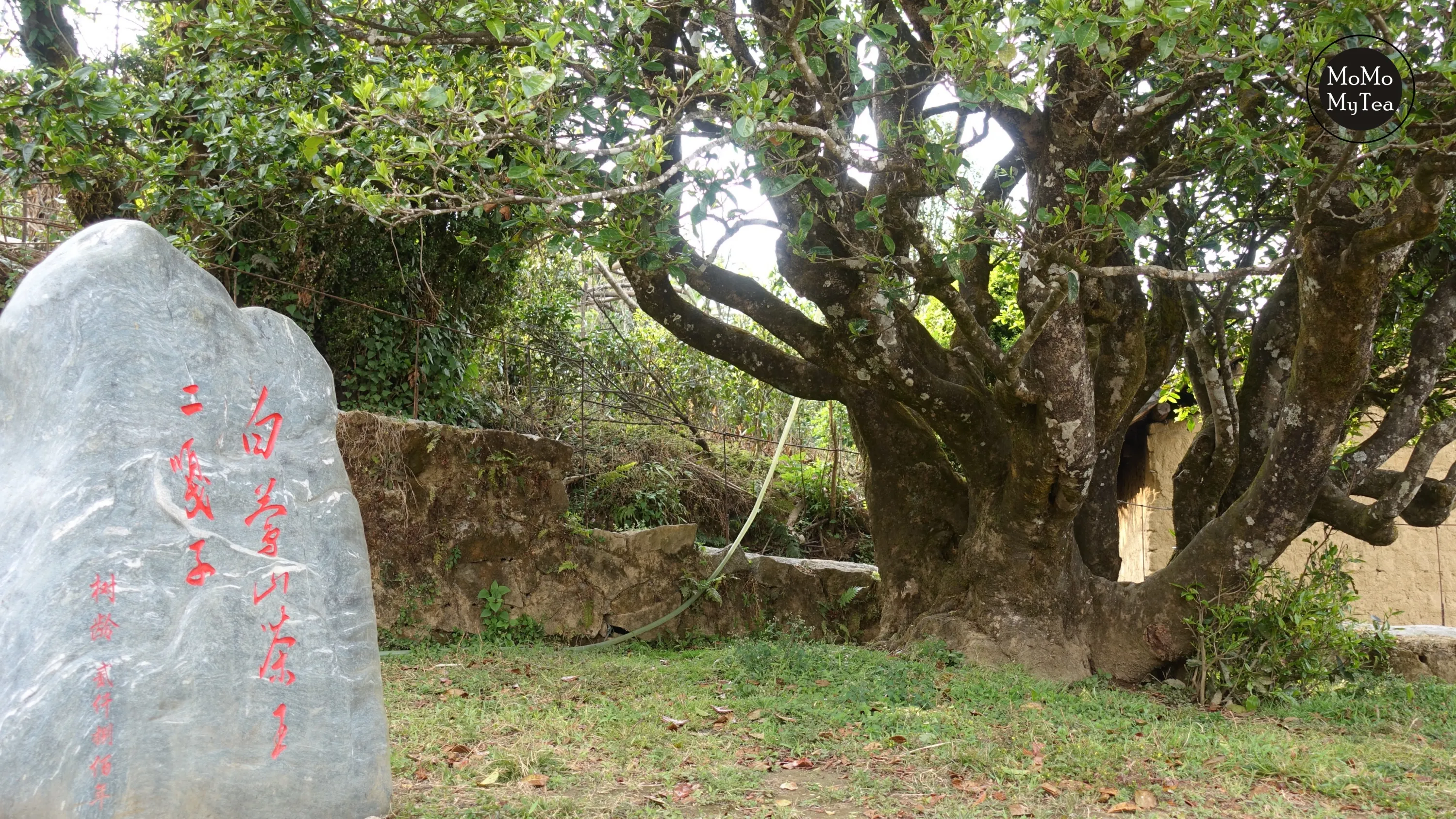 2800年白鶯山二嘎子茶王樹.jpg 2800年白鶯山二嘎子茶王樹.jpg