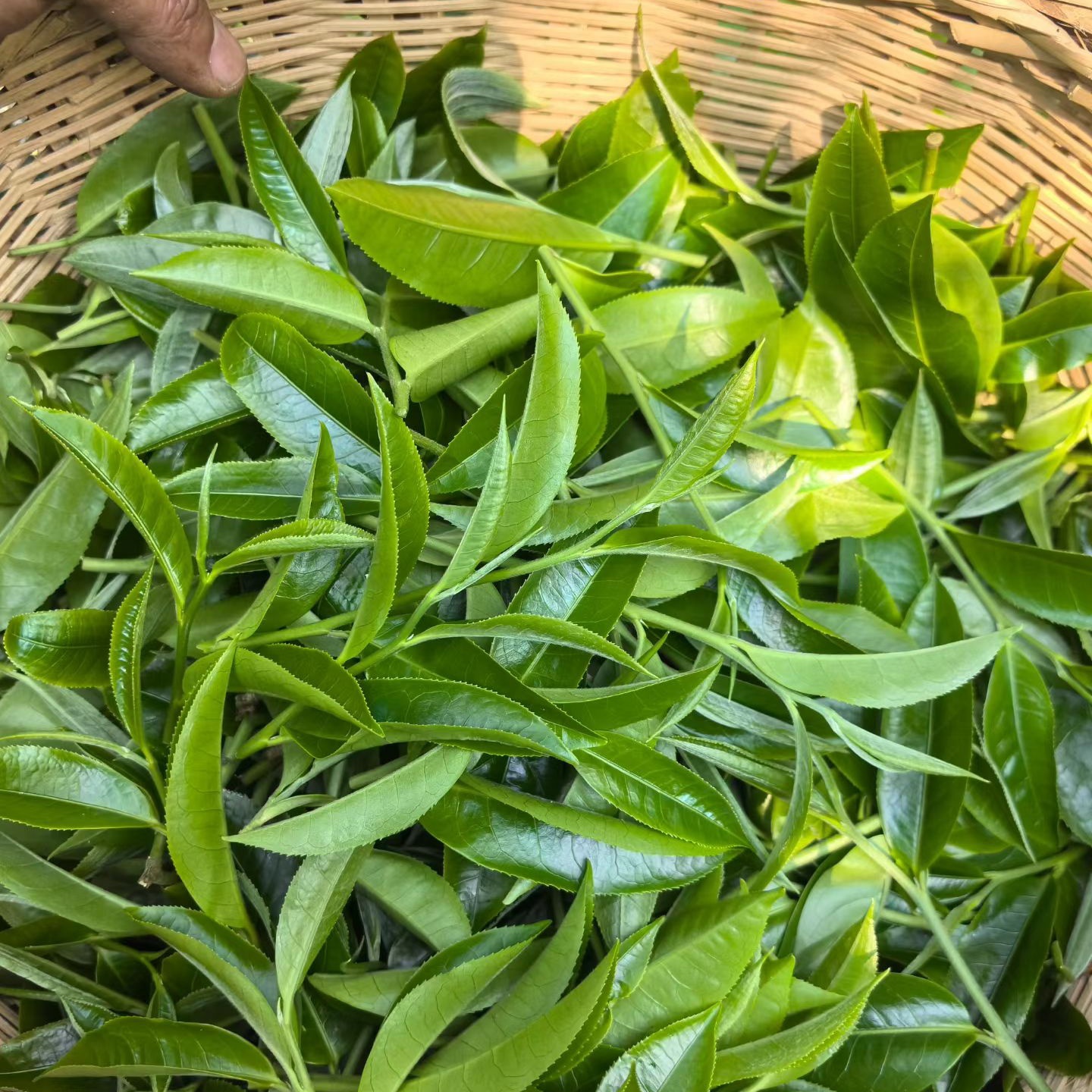 2026白鶯山七仙女千年古樹茶-6
