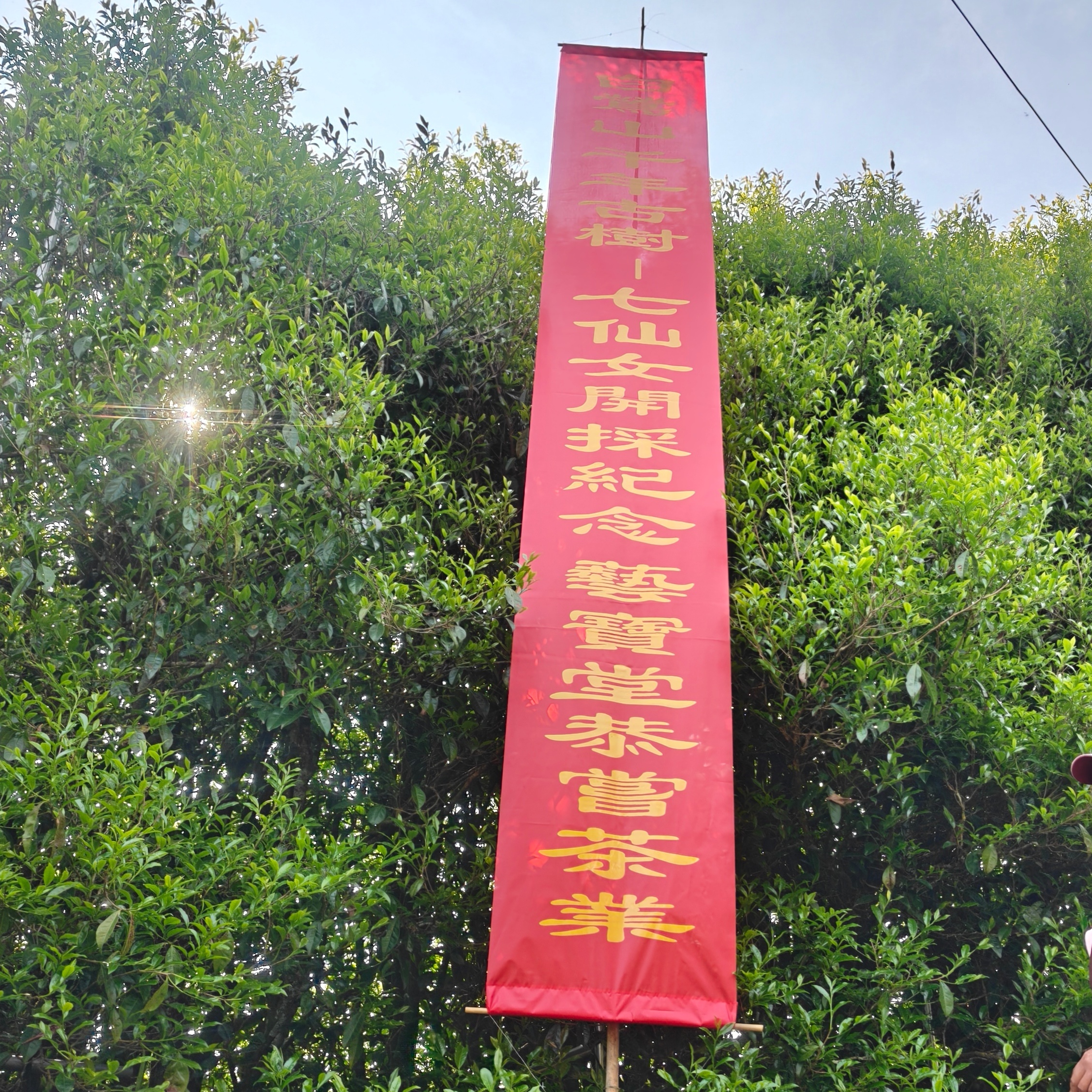 2026白鶯山七仙女千年古樹茶-5
