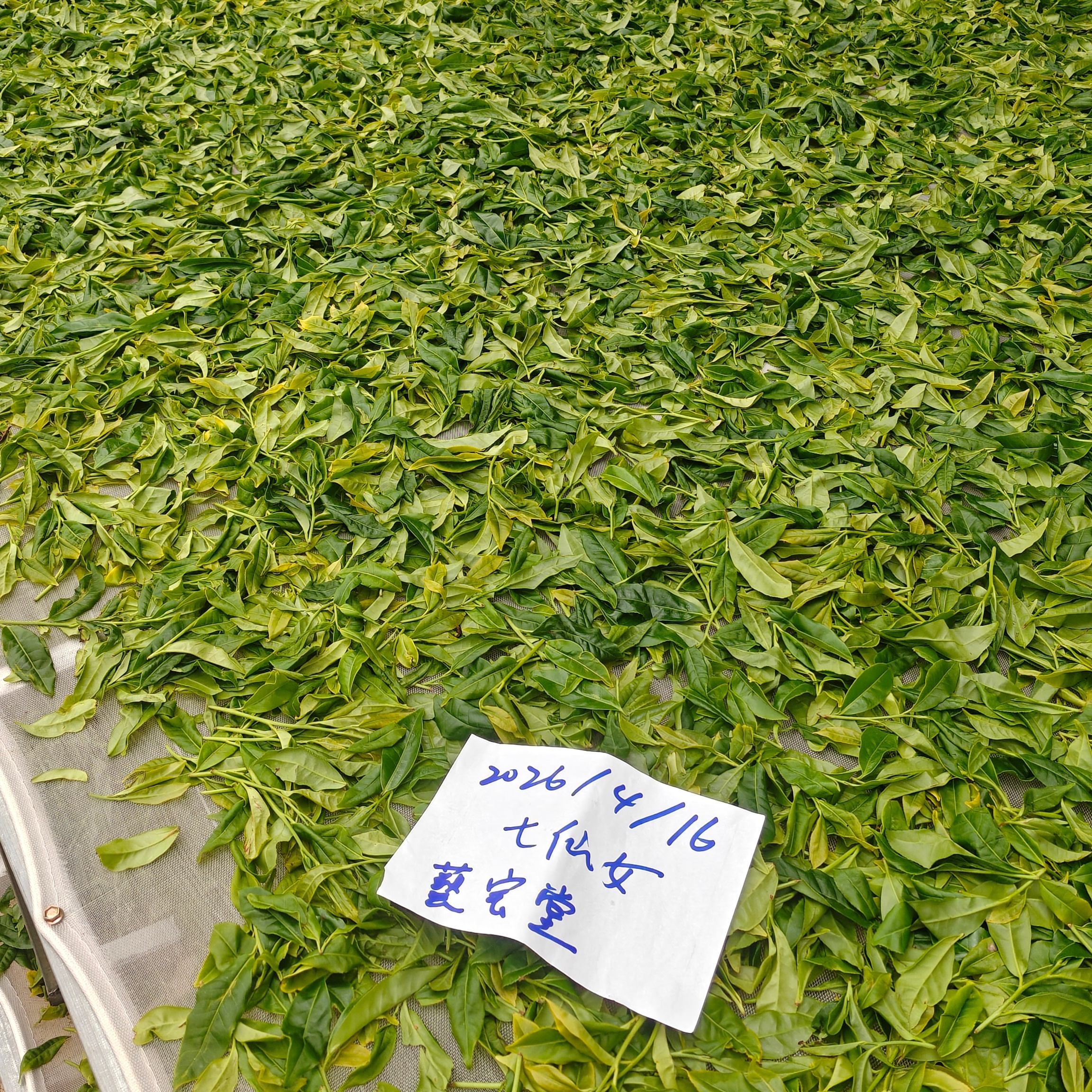 2026白鶯山七仙女千年古樹茶-7