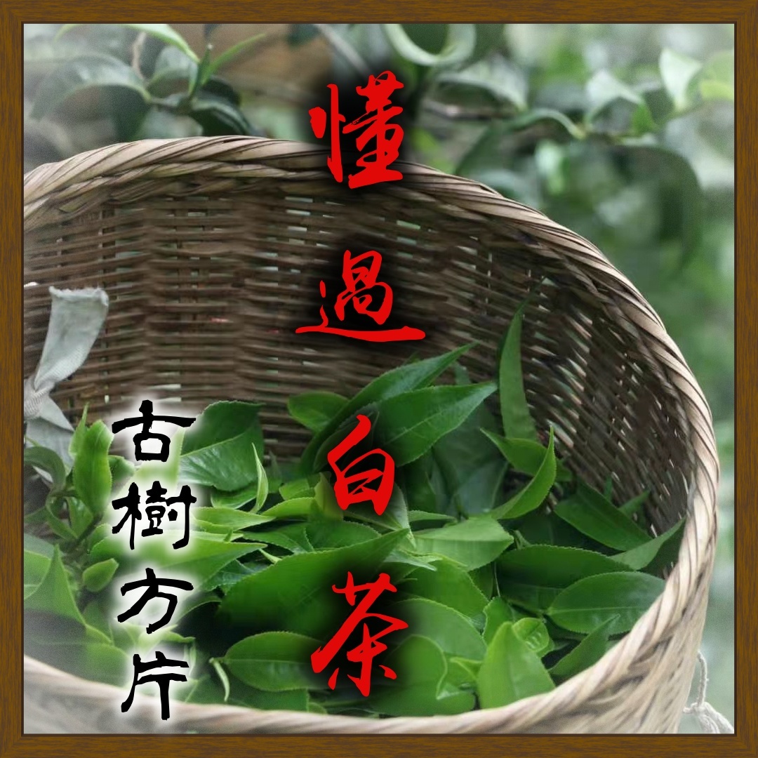 (預售)2026懂過古樹白茶小方片7g