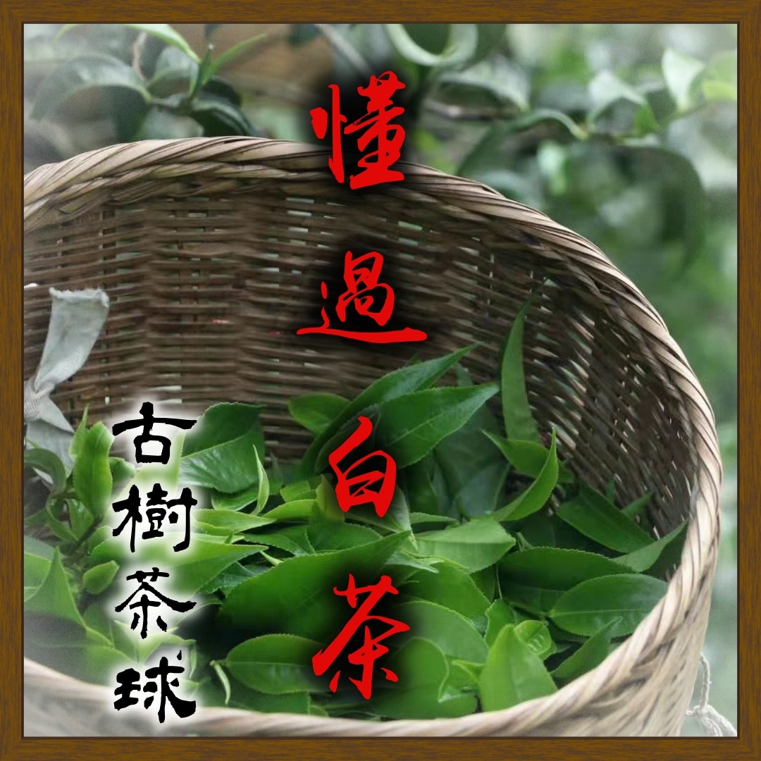 (預售)2025懂過古樹白茶球7g