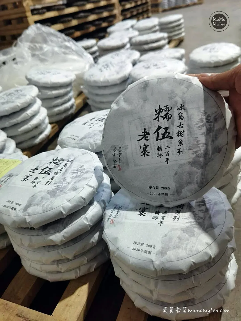2020冰島糯伍古樹.jpg