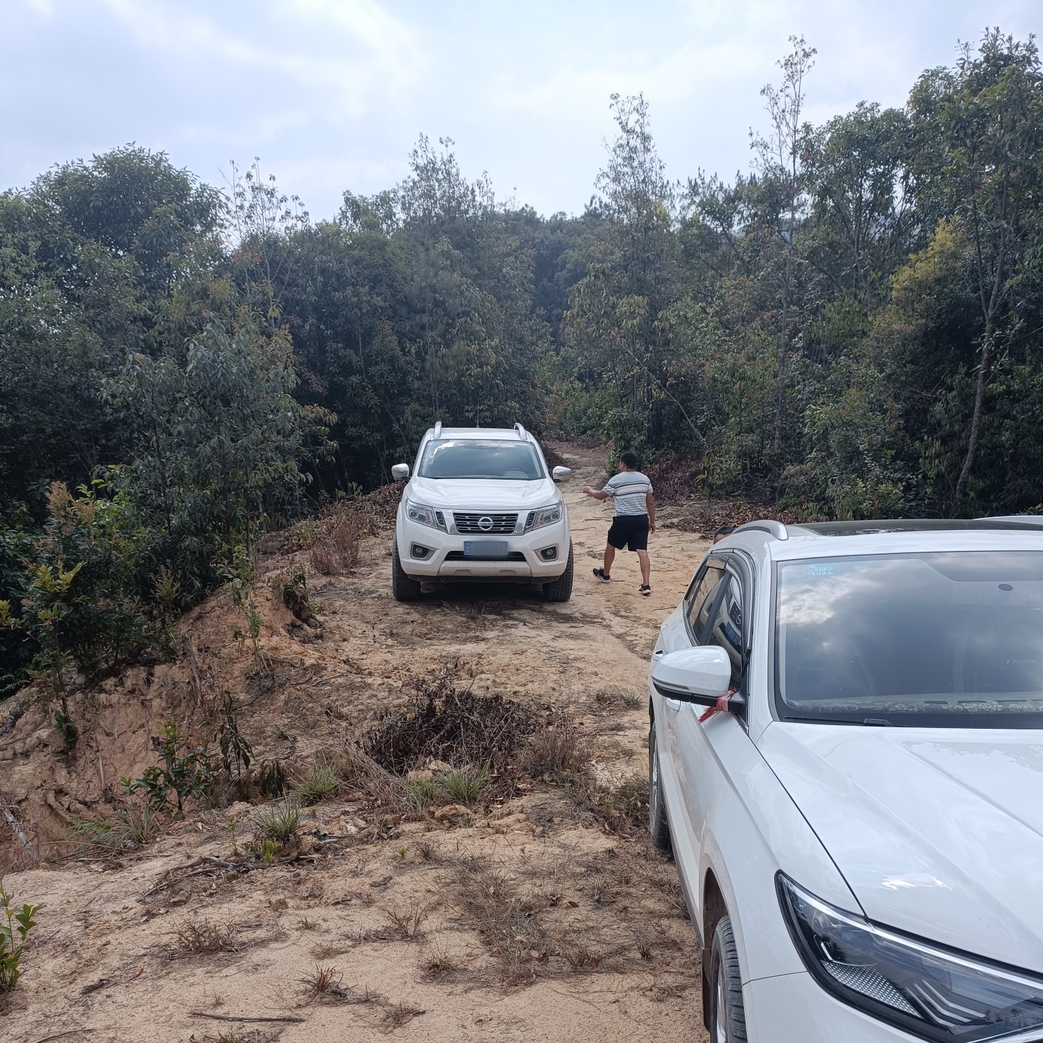 2023年勐庫古樹紫芽200g-4