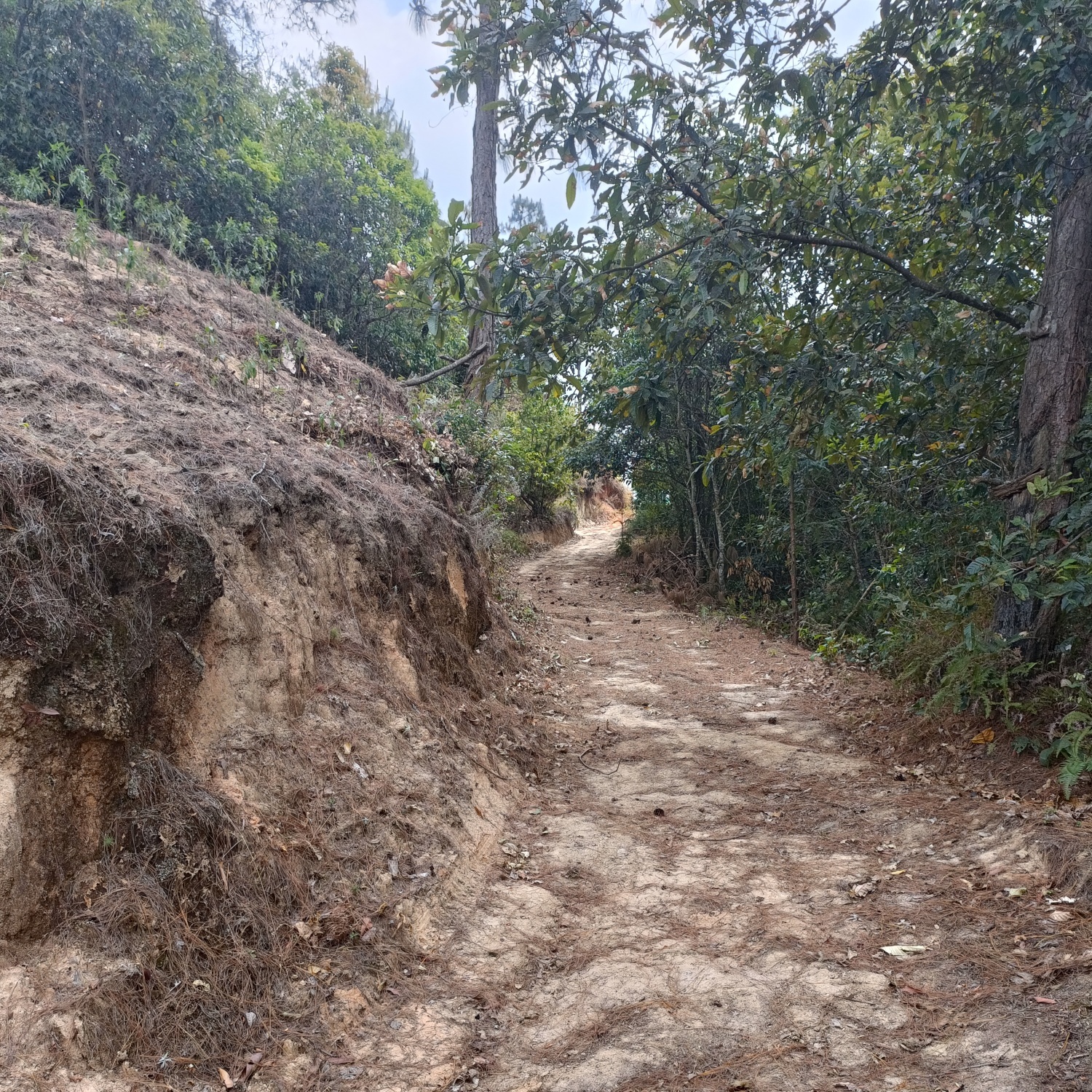 2023年勐庫古樹紫芽200g-5