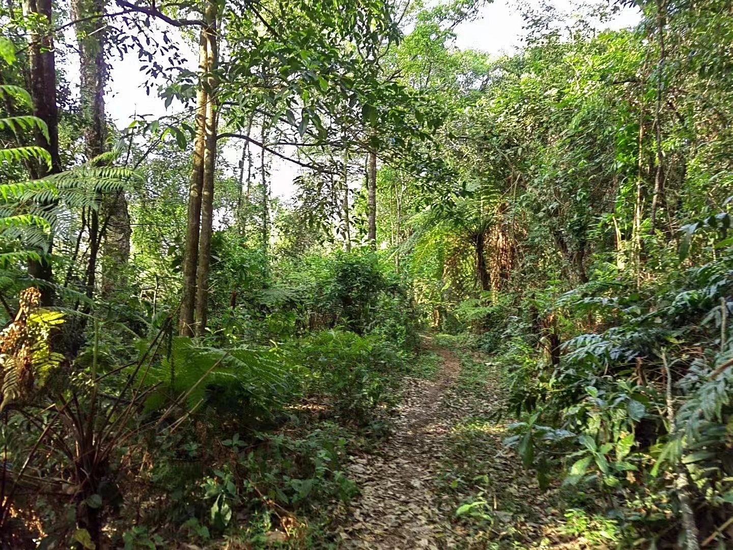 2023年壩卡森林茶古樹200g2-1