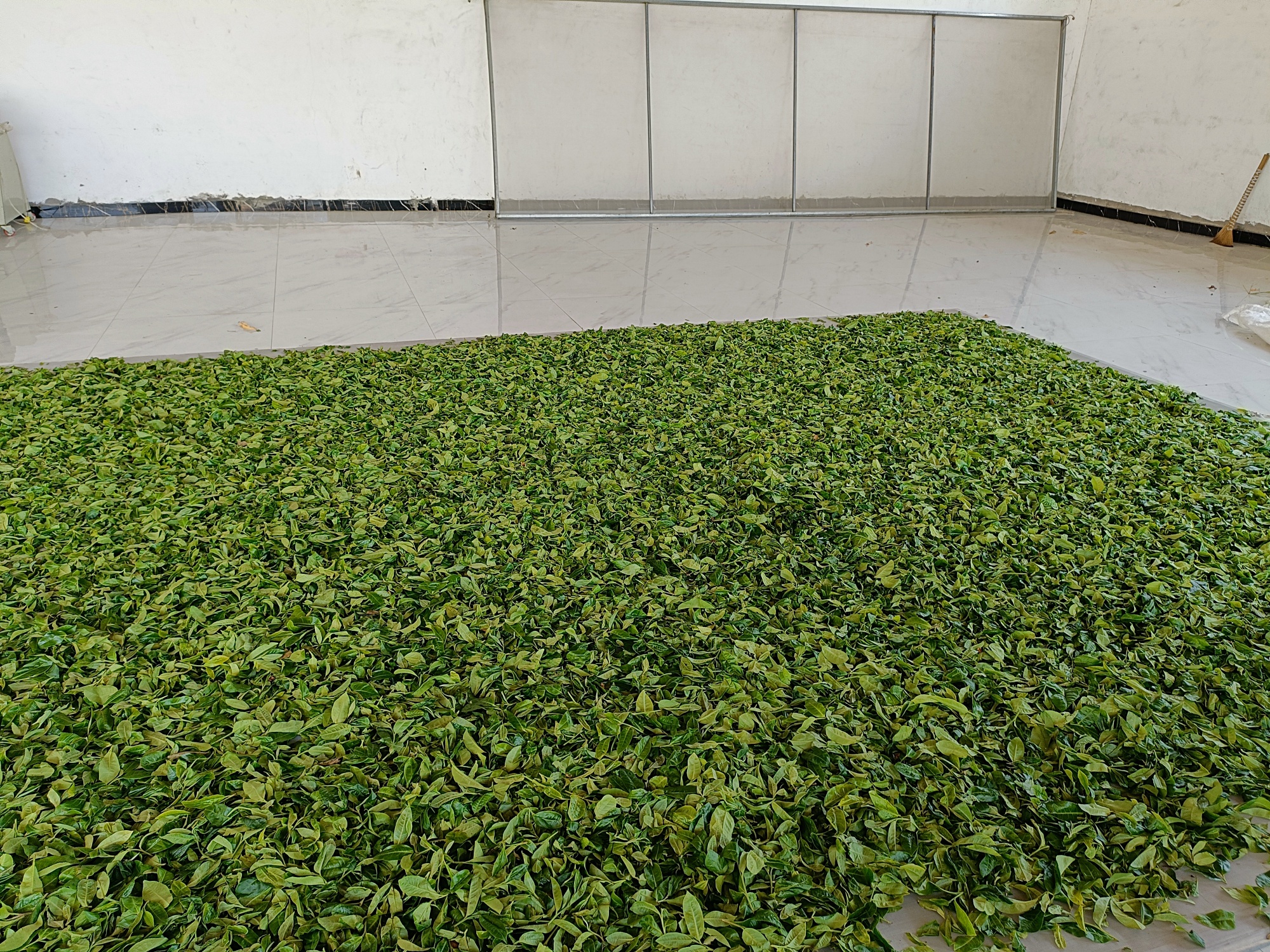 2023年壩卡森林茶古樹200g2-3