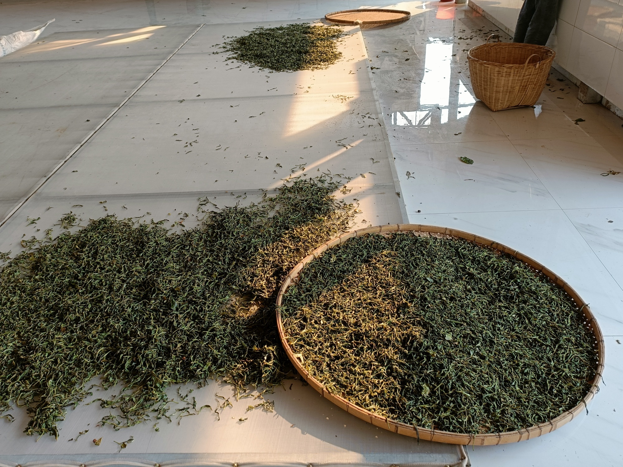 2023年壩卡森林茶古樹200g2-5