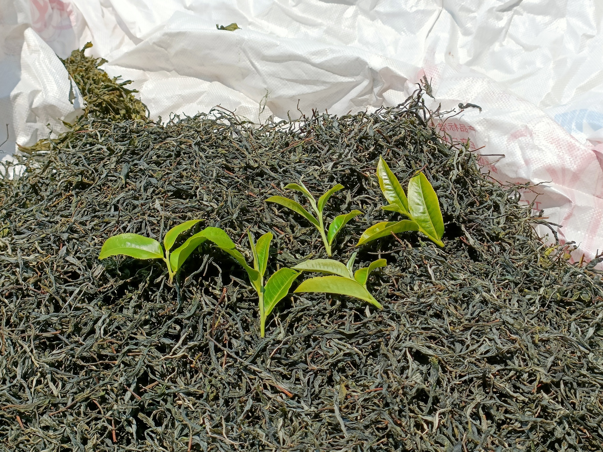 2023年壩卡森林茶古樹200g2-4