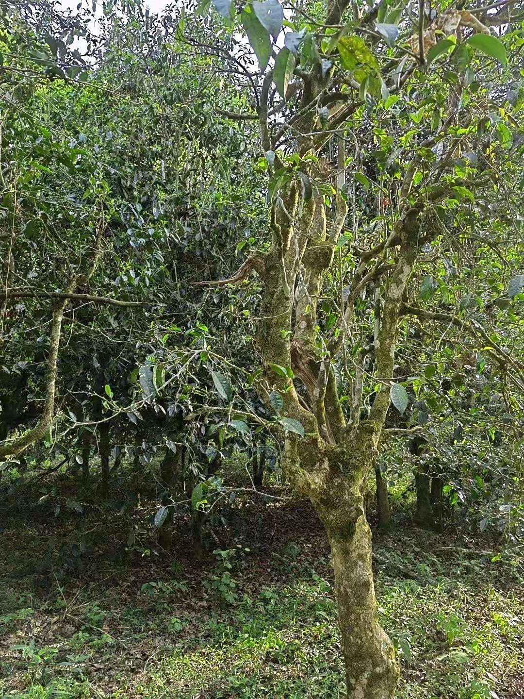 2023年瑯琊森林茶古樹200g3-1