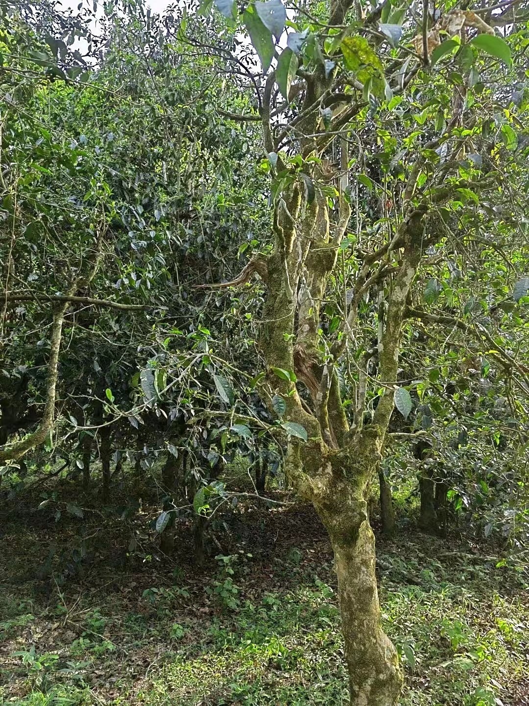 2023年瑯琊森林茶古樹200g3-1