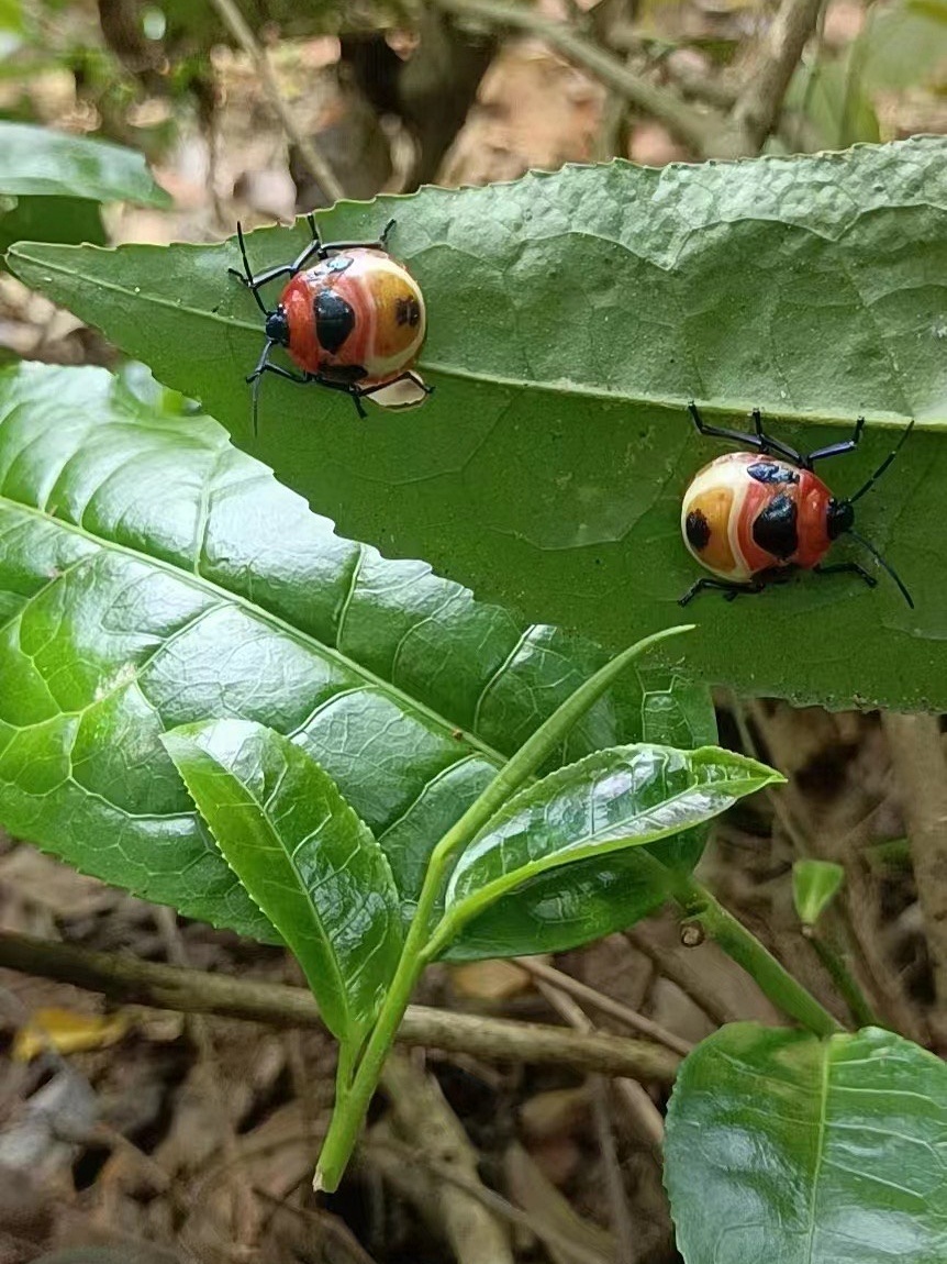 2023年瑯琊森林茶古樹200g3-3