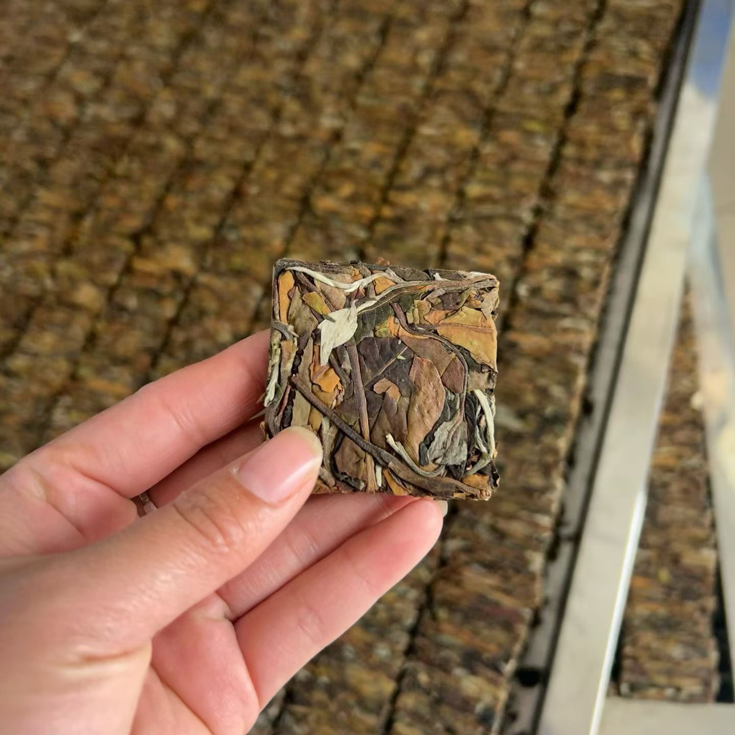 2025年大雪山古樹谷花白茶小方片-1