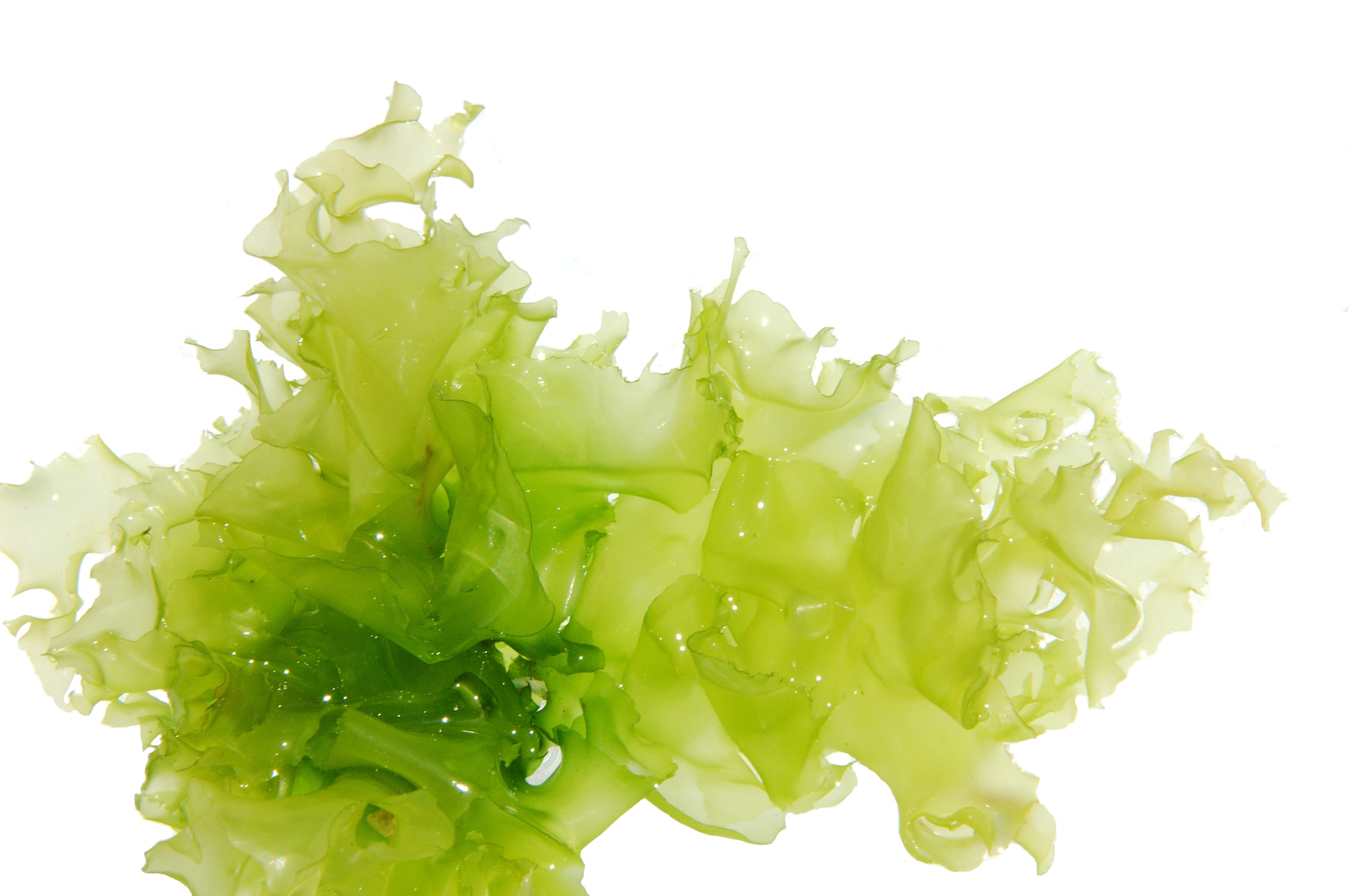 12053536_xl (seaweed).jpg