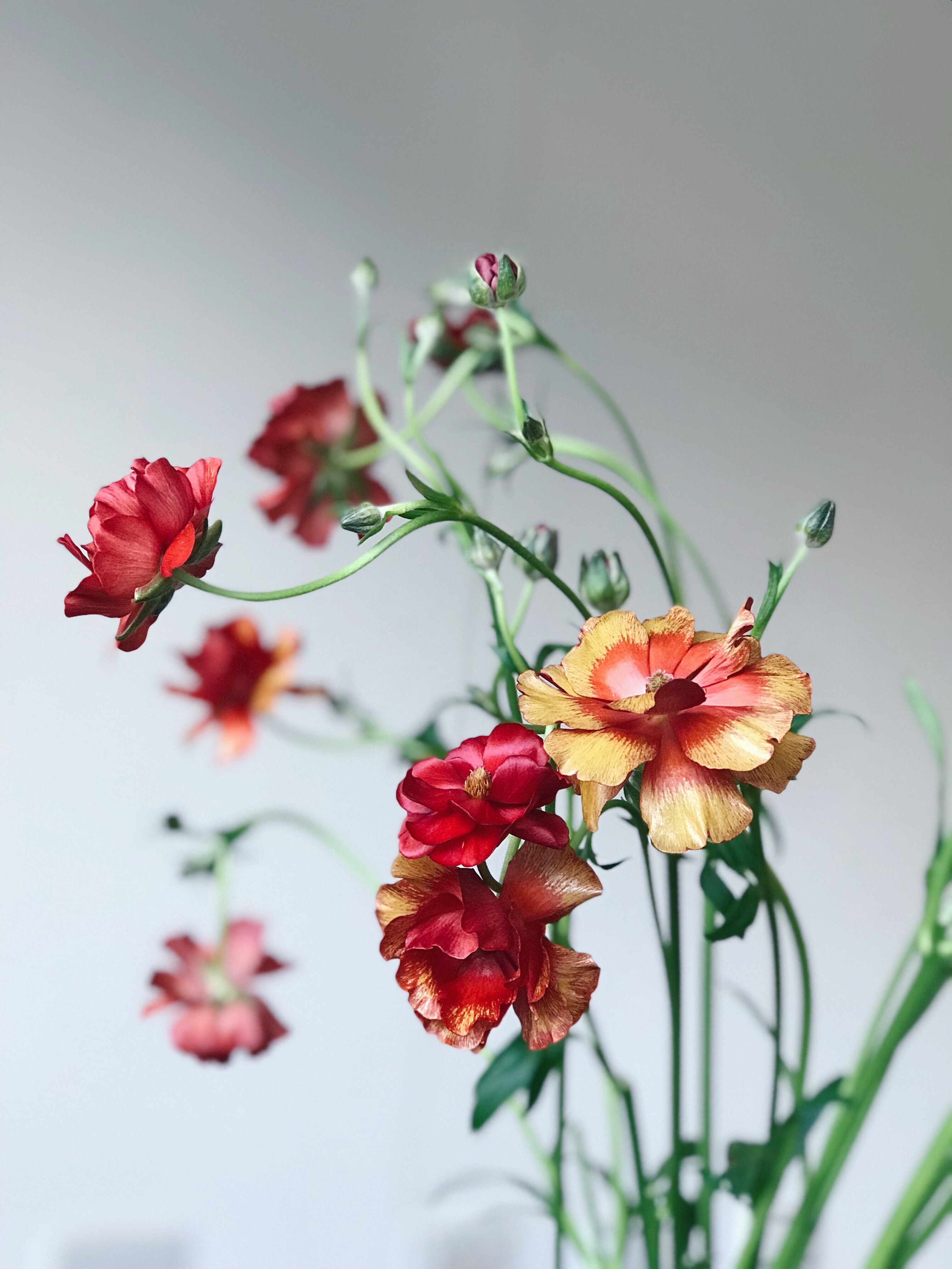 S__8101893.jpg