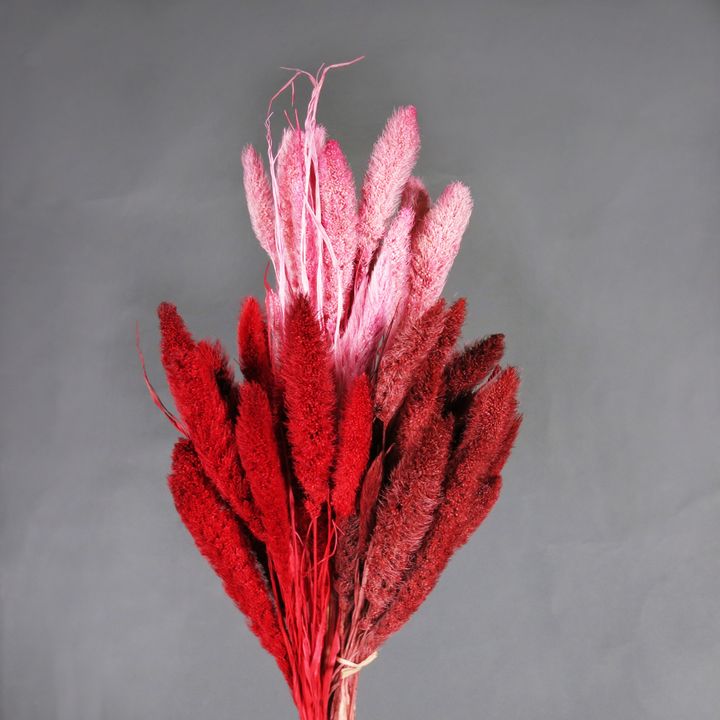 紅粉系狗尾草.jpg