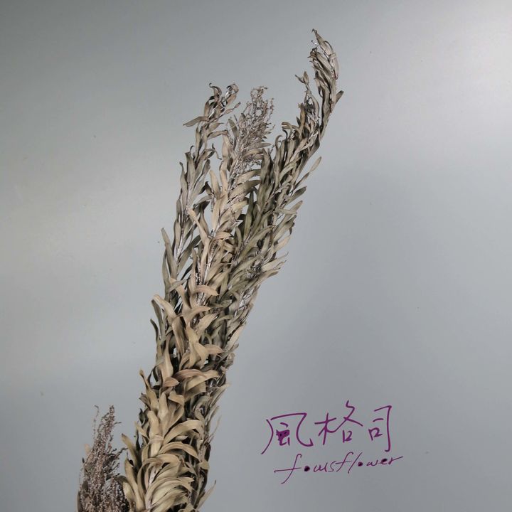 尤加利.jpg