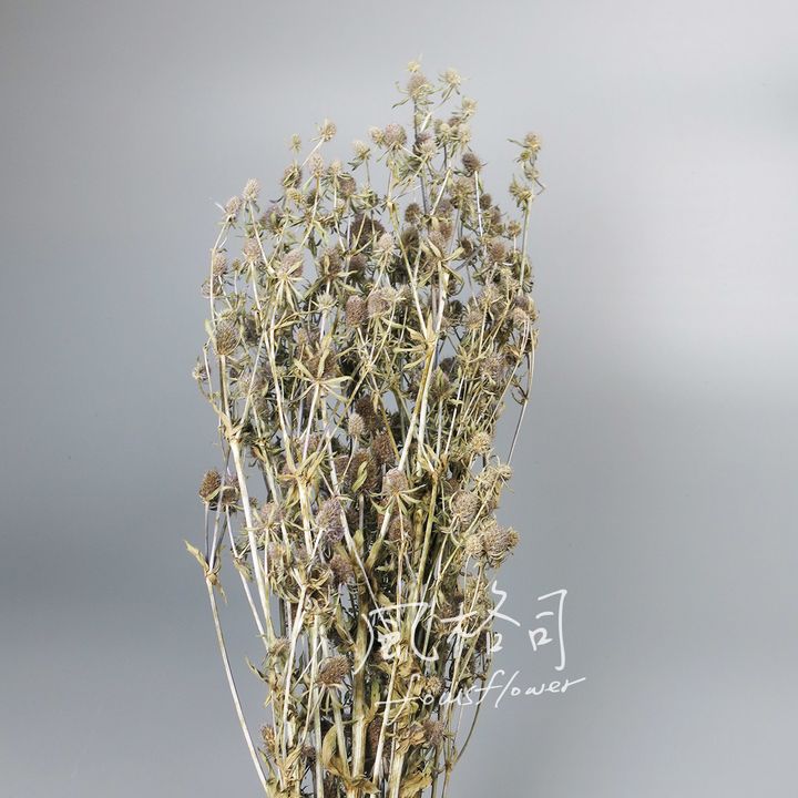 小紫季.jpg