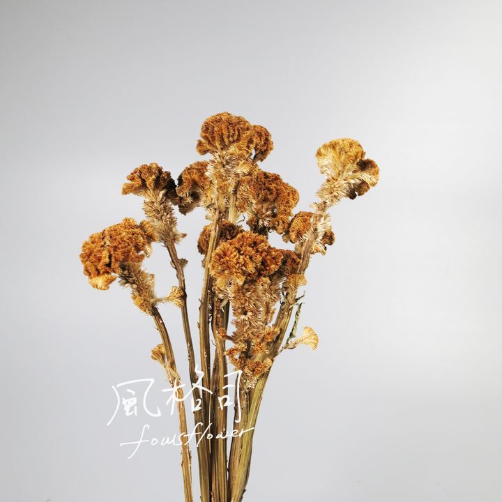 機冠花.jpg