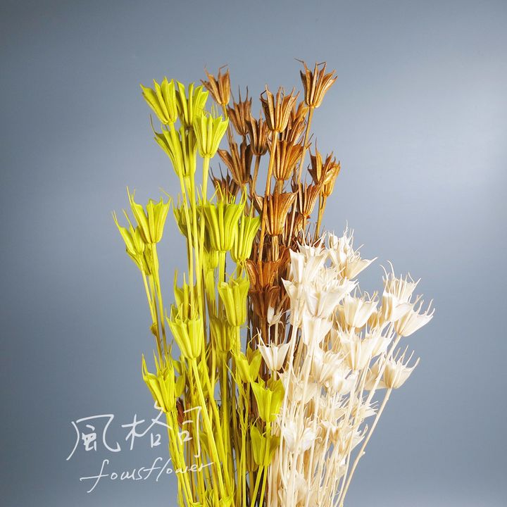 八角金.jpg