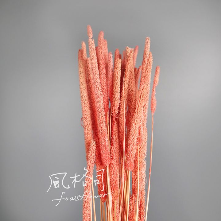 貓尾-粉2.jpg