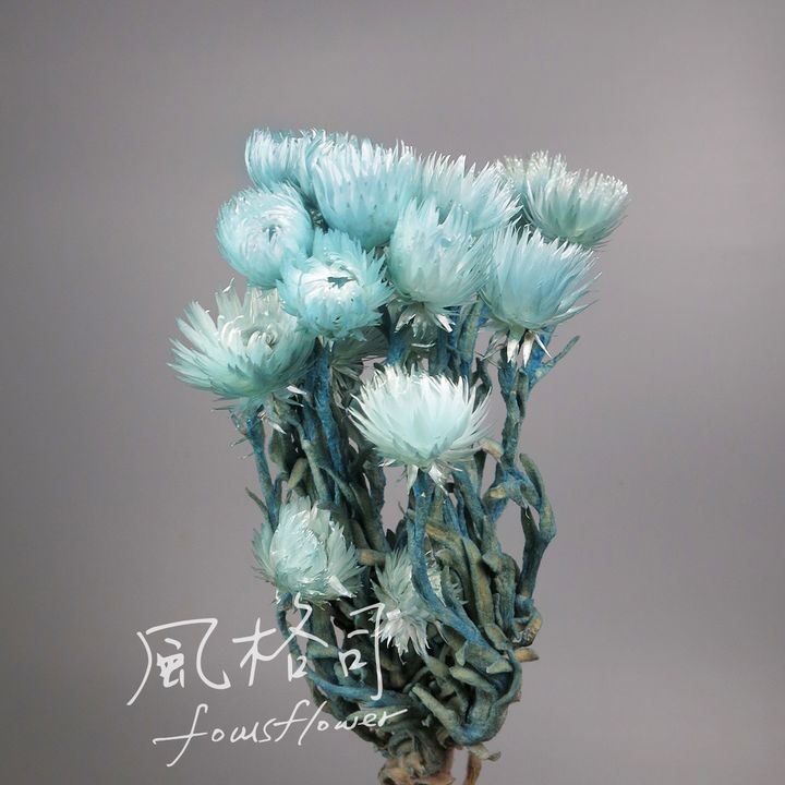 和雪蓮.jpg