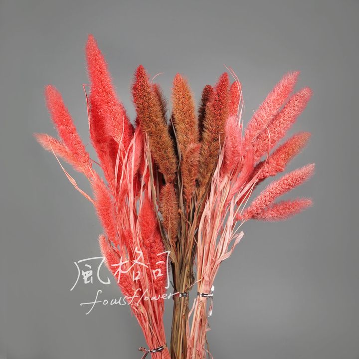 狗尾草.jpg