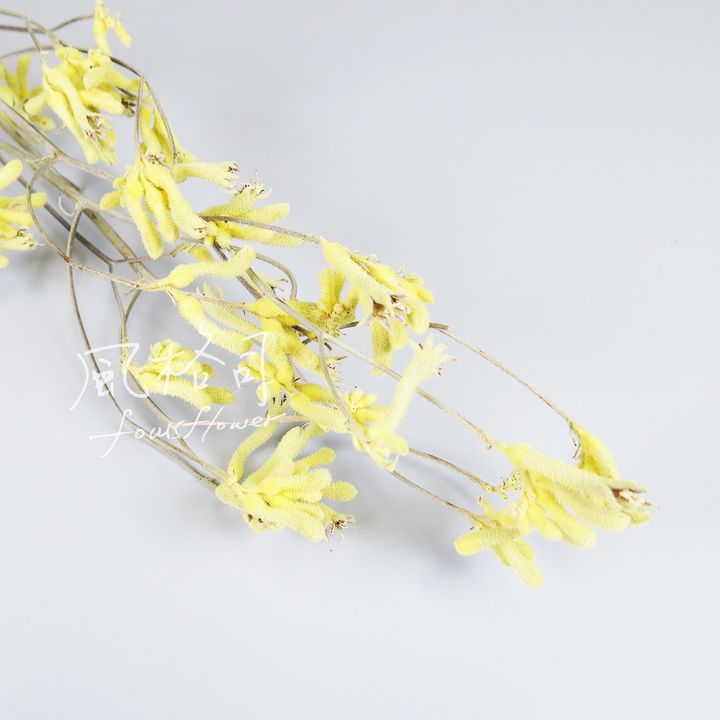 袋鼠花-1.jpg