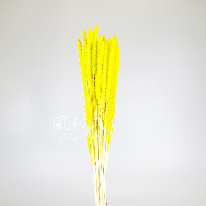 貓尾草檸檬綠-1.jpg