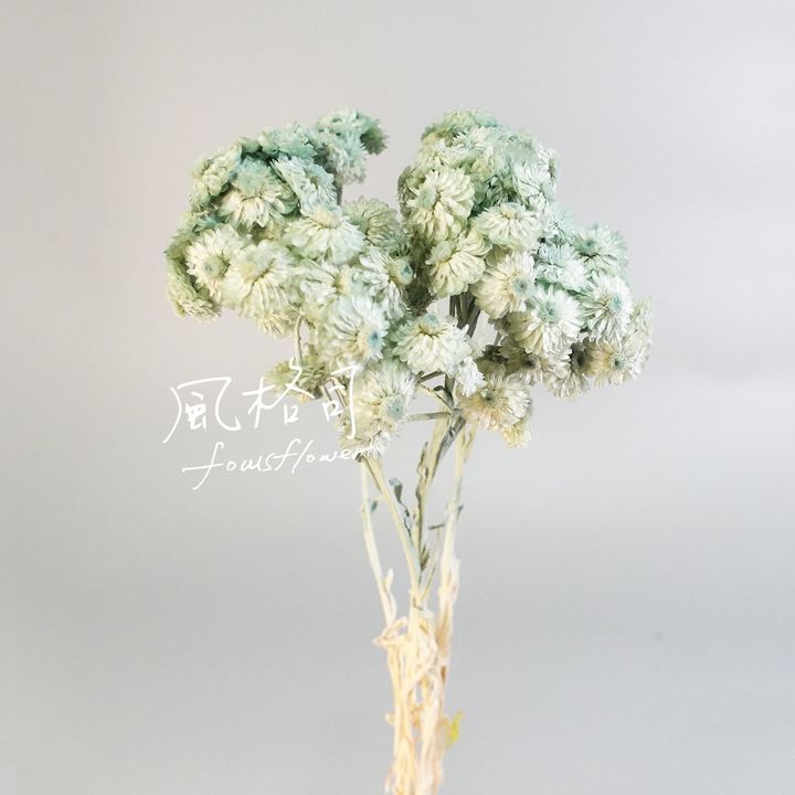 蠟菊蒼藍-1.jpg
