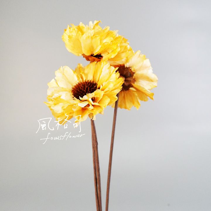 大波斯菊澄黃-1.jpg