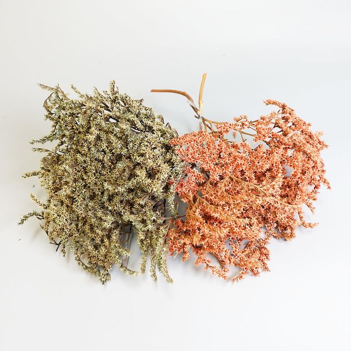 雪花湖綠珊瑚-1.JPG