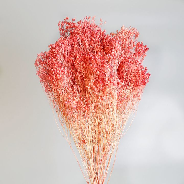 木滿天星玫瑰紅-1.JPG