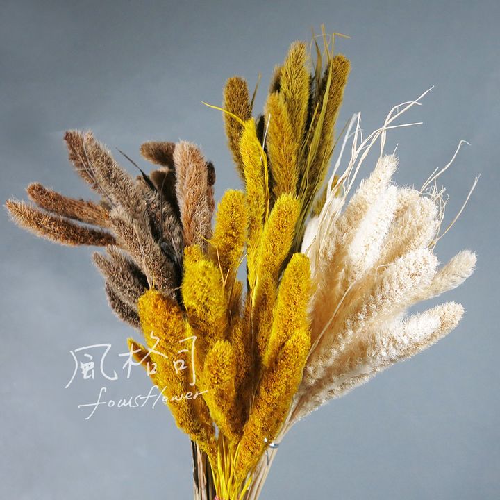 狗尾草黃白-1.jpg