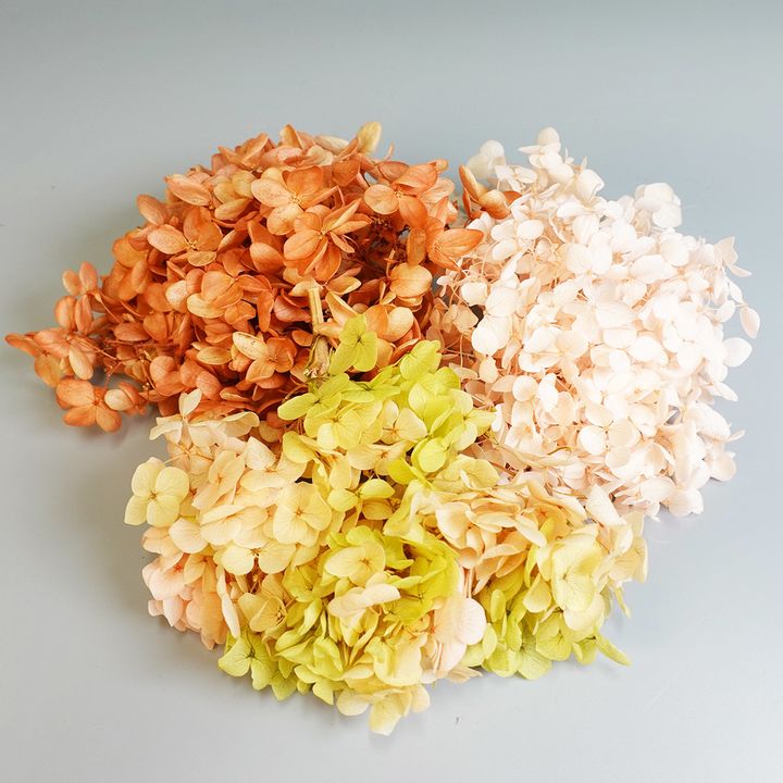 繡球花秋橘-1.JPG