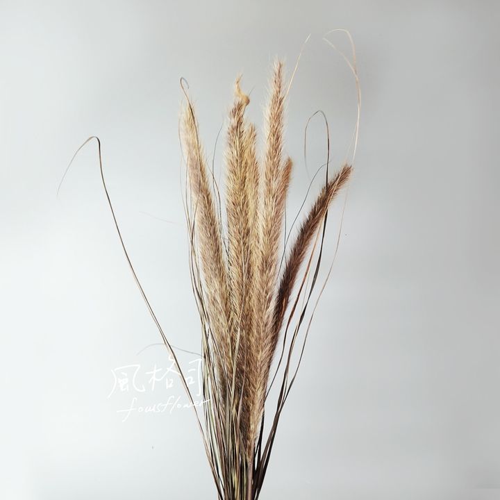 小狼尾-1.jpg