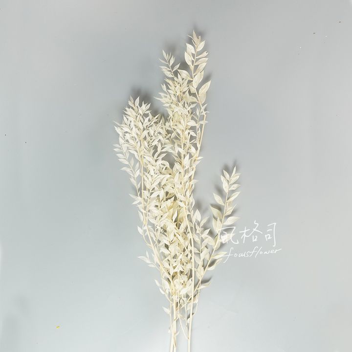 小樺木白-1.jpg