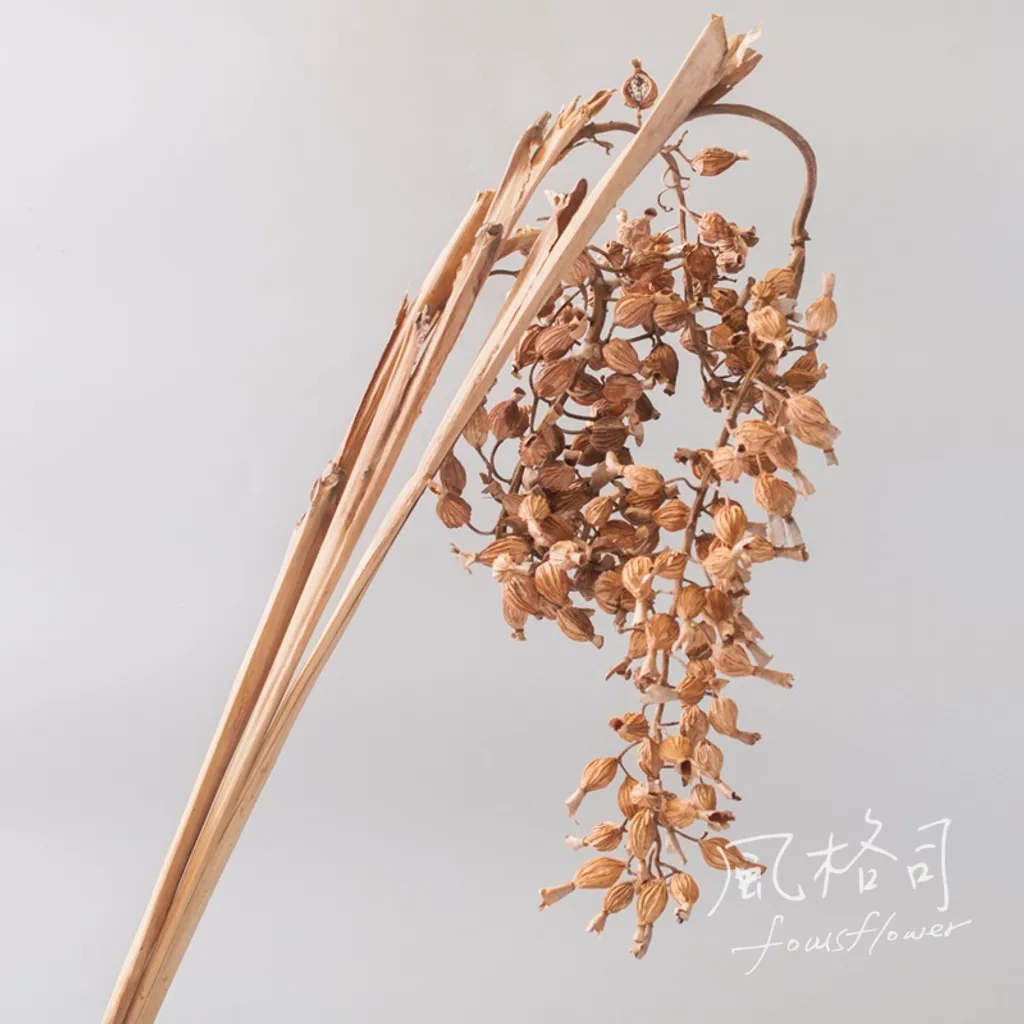 乾燥花素材 月桃 風格司花藝 乾燥花素材 月桃 風格司花藝