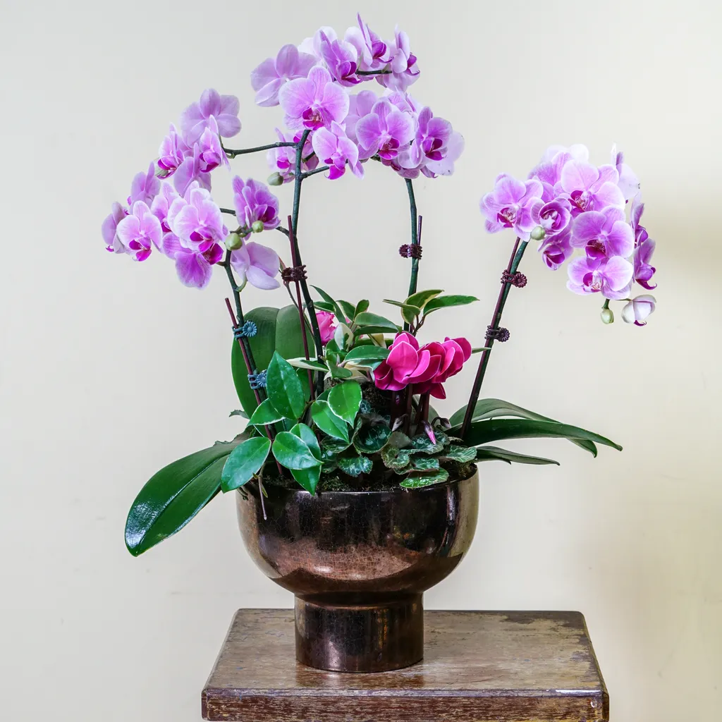 蘭花盆栽 風格司花藝