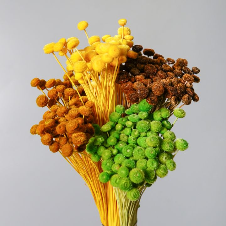 迷你鈕扣菊_1.jpg