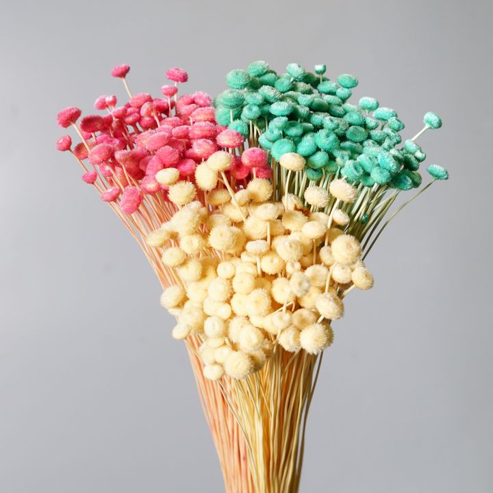 迷你鈕扣菊_2.jpg